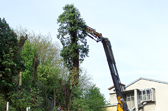 Abattage avec grue